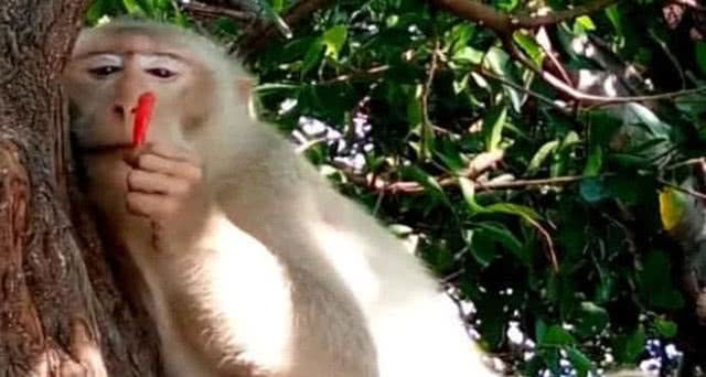 小猴子向网友讨吃食，竟给了1辣椒，下一秒寂静无声