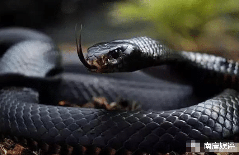贝尔·格里尔斯|世界上最毒的蛇排名，最后一种贝爷都不敢惹，你敢惹吗?