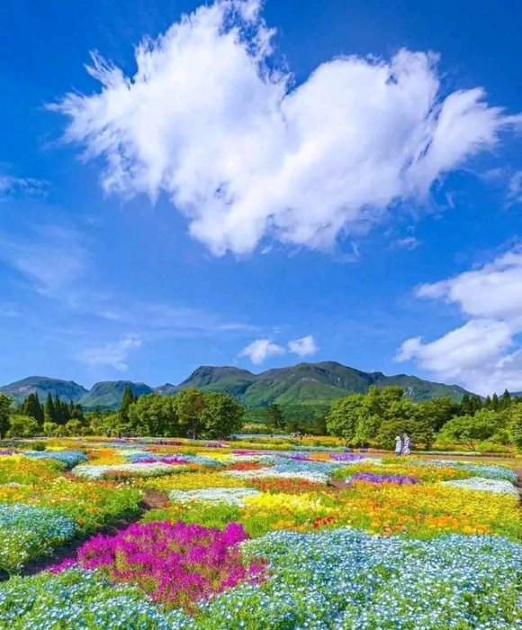 康定|中国这个地方，漫山遍野都是花，去了都不想回！