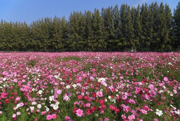 属狗|未来15天，4属相富贵盈门，横财不断，生活如鱼得水，顺顺利利