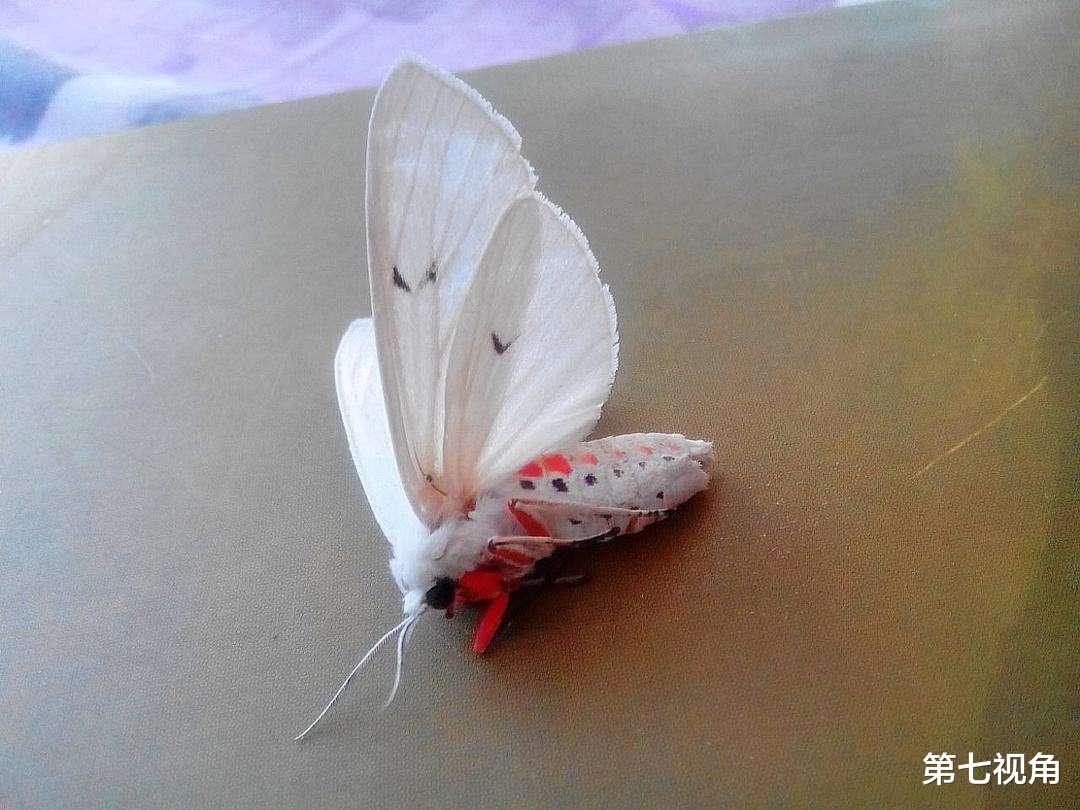 |为啥老人都说飞进家中的蛾子不能杀？科学研究表明，真的不是迷信