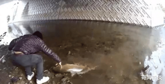 「哈弗H2」男子桥下钓鱼，钓上个大家伙，后悔没带渔网