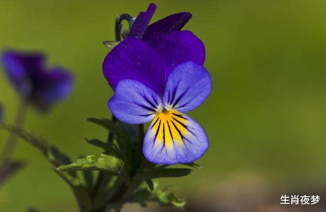 生肖:7月,和气生财,巧遇旧情人,3生肖事业爱情都丰收,笑得合不拢嘴