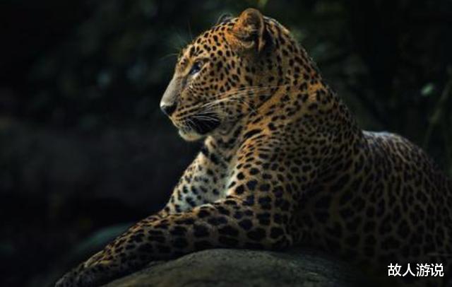 故人游说|现代“女武松”：19岁女子暴打160斤金钱豹，徒手杀豹毫发无伤