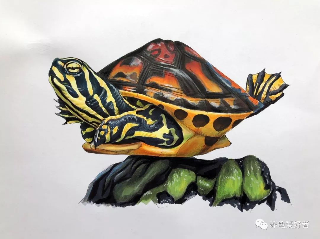 龟龟的冷知识小合集，你看你都知道吗？