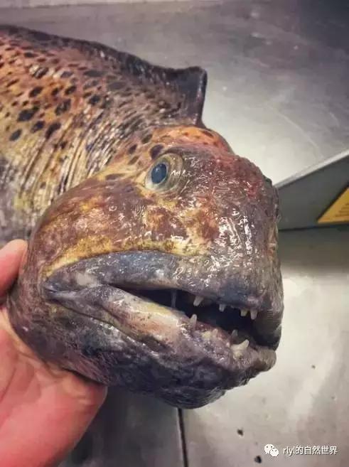 据说有些鱼的长相，全靠想象力！胆小的就不要点进去看了