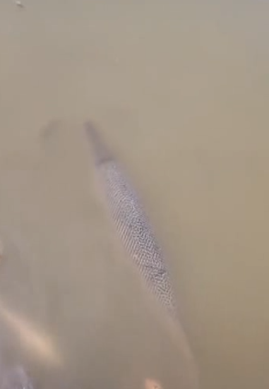 贵阳晚报|公园湖内惊现巨型“食肉水怪”,缉拿归“岸”后原来竟是…