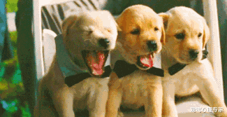 狗狗总在不经意间打哈欠，真的是困成狗了？其实还是个迷惑行为