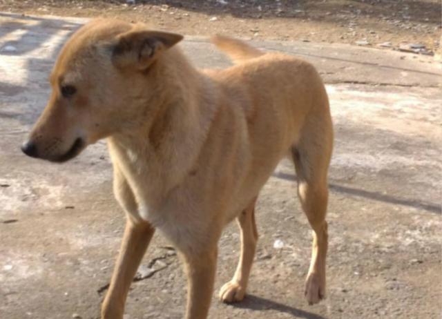 一只瘦成皮包骨的老流浪狗，跑到网友家偷饭吃，没想到网友爸爸