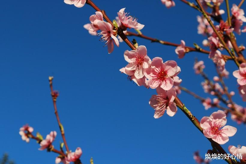 生肖：7月开始，再度相守，桃花重开，姻缘缠绕，喜鹊傍身的四大生肖