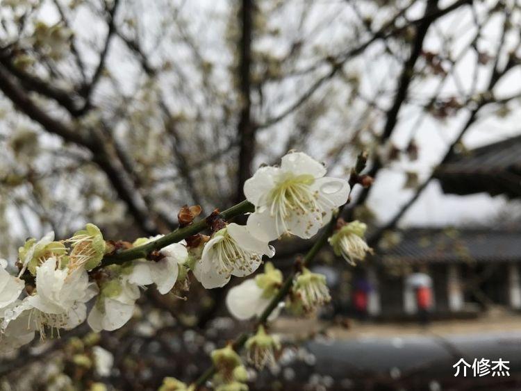 狮子座|9月下旬桃花运撮合，情缘甚妙，百年姻缘从天降，福气足的四星座
