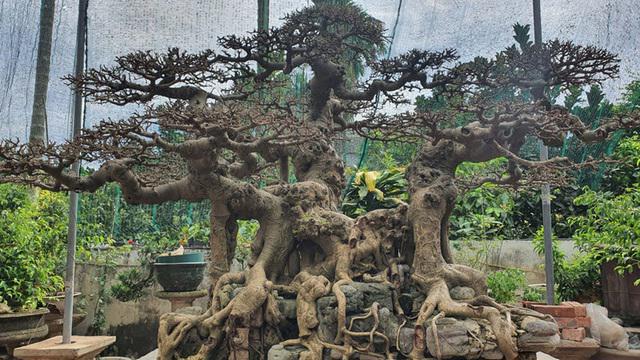 睹图|男子几年前花三千元买回棵古树，制成盆景后有人出价上百万不肯卖