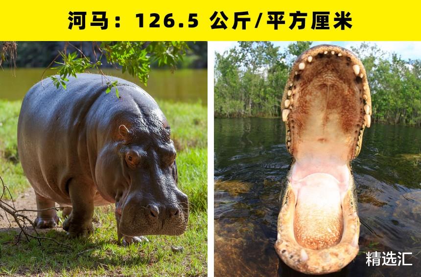 鳄鱼|动物咬合力哪家强?盘点世界上咬合力最强的16种动物