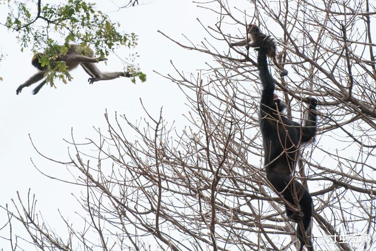 |猩球大战?贡贝黑猩猩战争,同类蚕食,揭露黑猩猩不为人知的一面