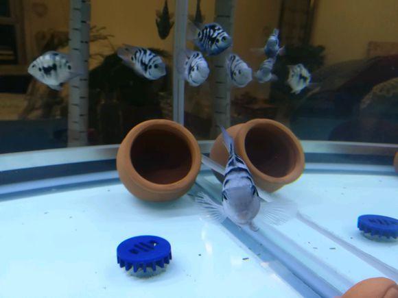 用自己繁殖能力把自己拉下神坛的热带鱼，迷你鹦鹉从此再难翻身