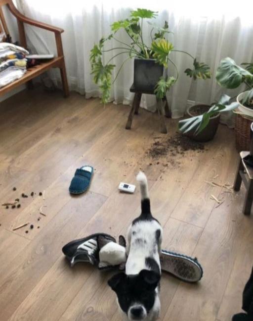 捡了只超像边牧的小狗，带回家又爱又气，是个爱捣乱的淘气包