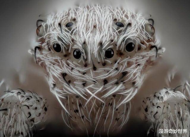 「显微镜」30张活久见的照片，让你眼界大开！