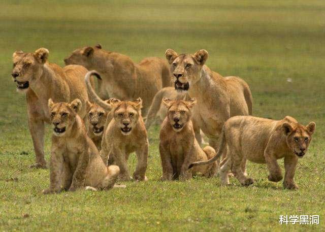 [后代]老虎和狮子既然有生殖隔离，为什么还有孙子辈后代狮狮虎兽存在？