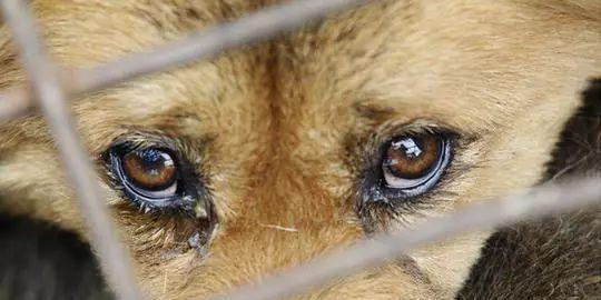 小孩用开水泼我的狗，我该怎么办？