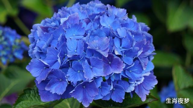 「生肖」5月，真爱降临，旧情人回归，3生肖再次邂逅良缘，幸福值得期待