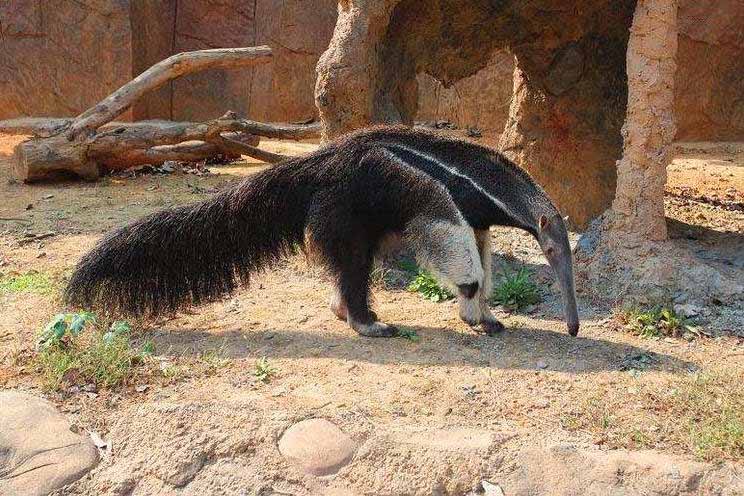 豹子@“巨兽”在河边喝水，却被美洲豹盯上，转身瞬间豹子懵了