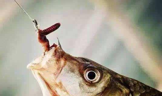 「」为何见不得别人好的心理，在钓鱼圈更严重？