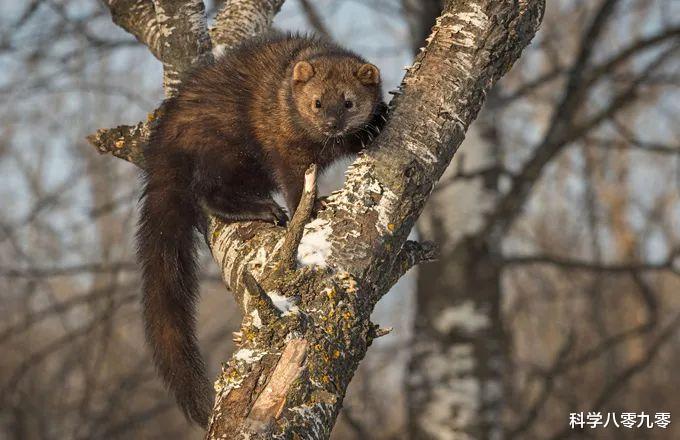 #加拿大猞猁#北美特有的“大猫杀手”，捕食豪猪、袭杀猞猁，对猎物大小不设限