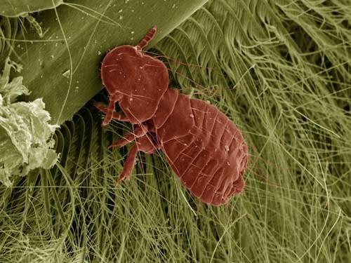 哺乳动物|人类为什么没有一副好皮毛?不能全怪择偶观,和进化也有关