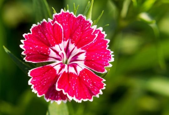 运势|9月中旬，4属相贵人运转旺，事业顺风顺水，生活多姿多彩