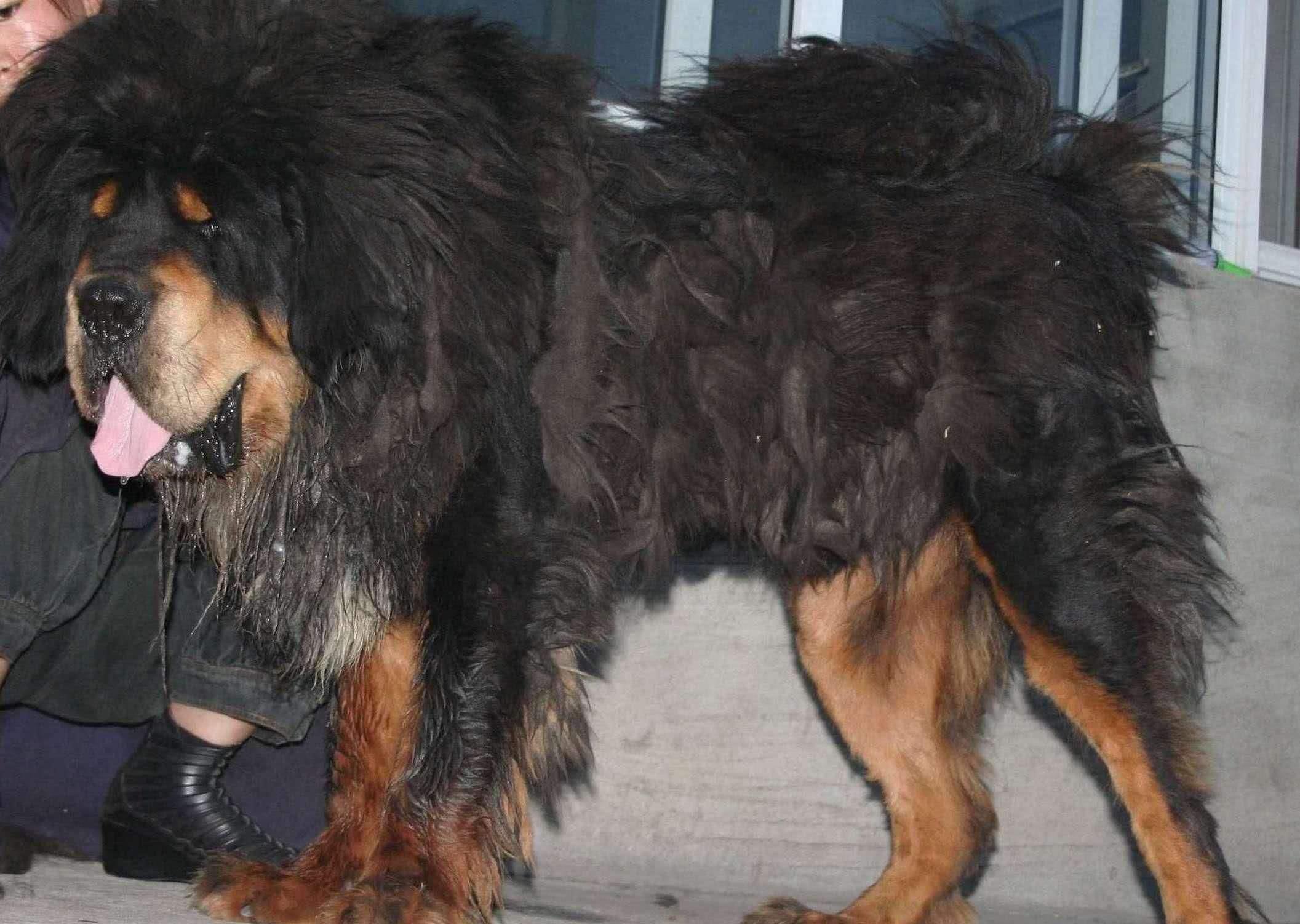 『』世界上“最孤独”动物,全球只剩一只,专家痛心:灭绝或成定数