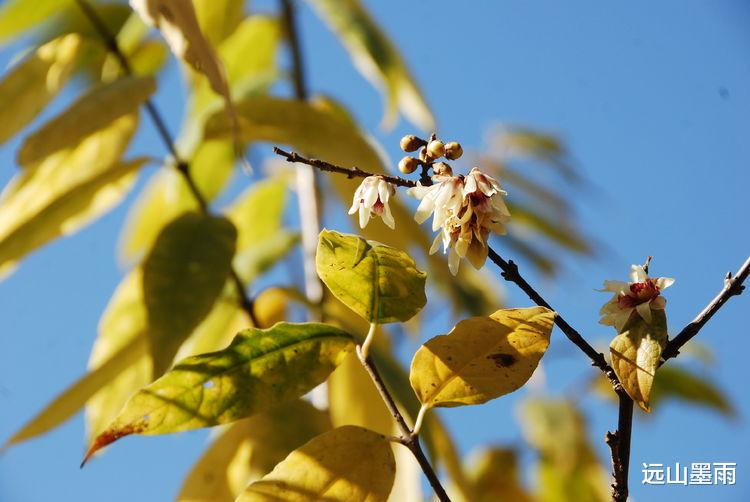 远山墨雨 阳光正好、花儿正开，去昆明黑龙潭公园 “龙泉探梅”，正当时