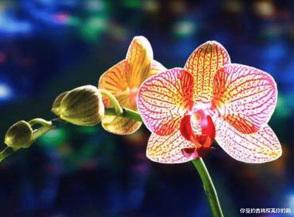 生肖：6月好运缠身，“紫气东来行大运，大吉大利发大财”的4生肖