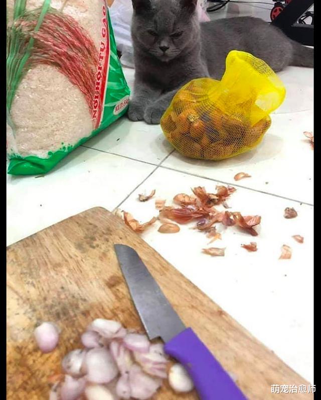 主人在切洋葱的时候，猫咪还趴在旁边看，切完后它两眼泪汪汪的！