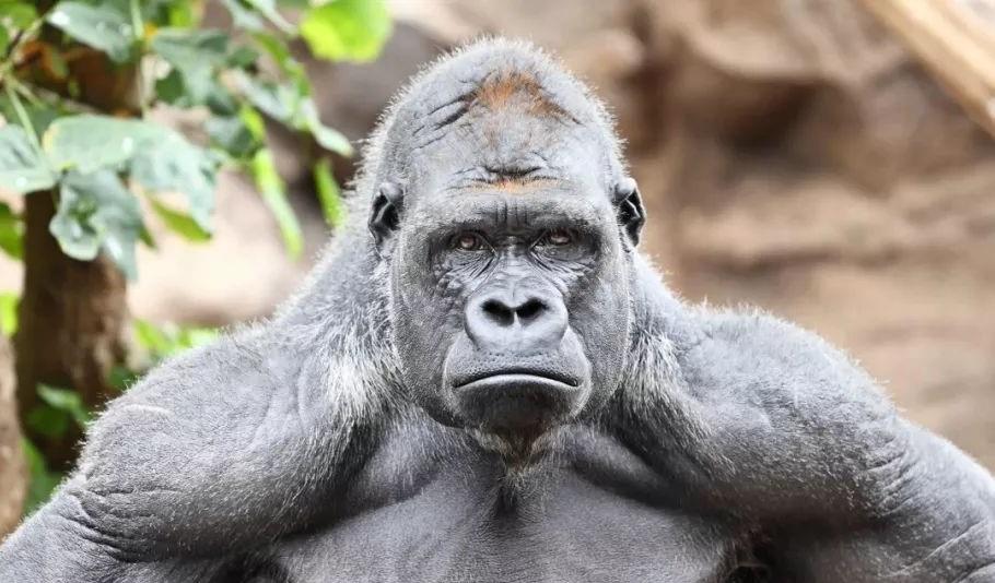 基因|大猩猩不做力量训练，肌肉却很发达，为什么人类不行？