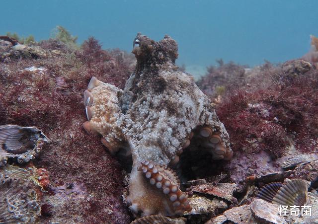 章鱼|章鱼不是地球“本地鱼”？多个研究表明，它们可能来自外星