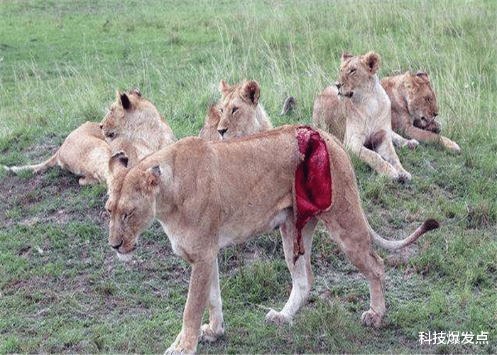 「黄石公园」食草动物看到食肉动物，为何不反抗而是逃跑？看看美国黄石公园！