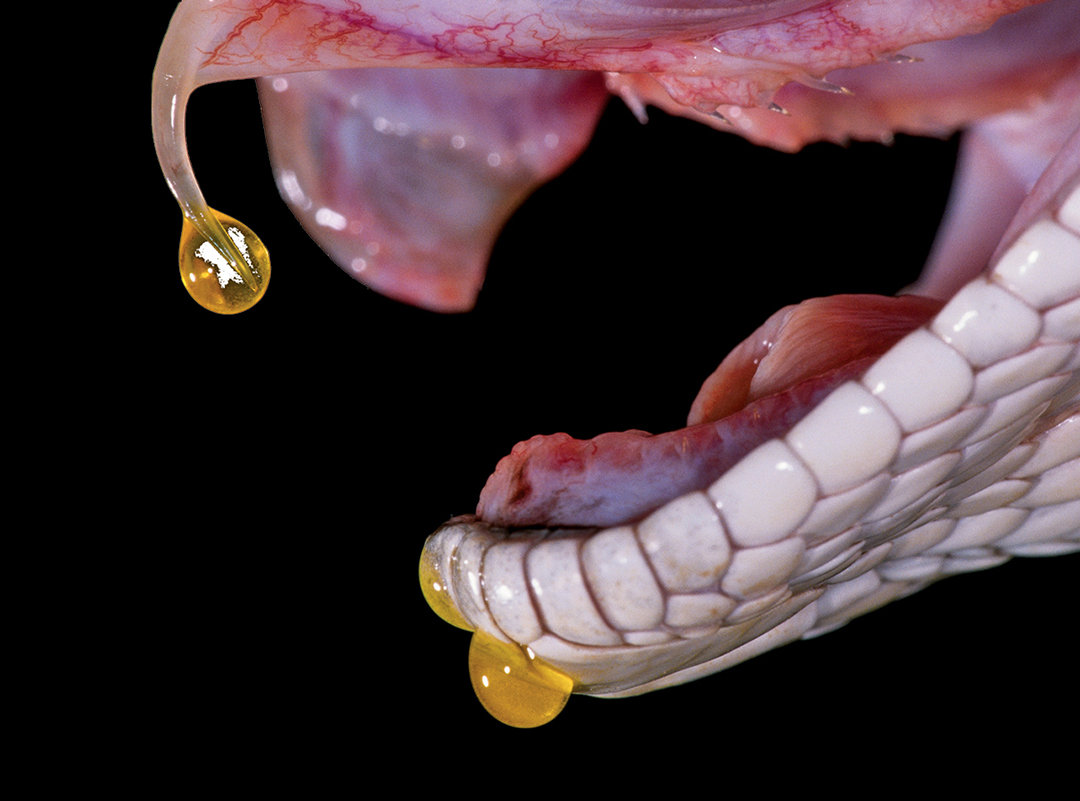 |动物大都进化出攻击性的器官,人类为什么没有?