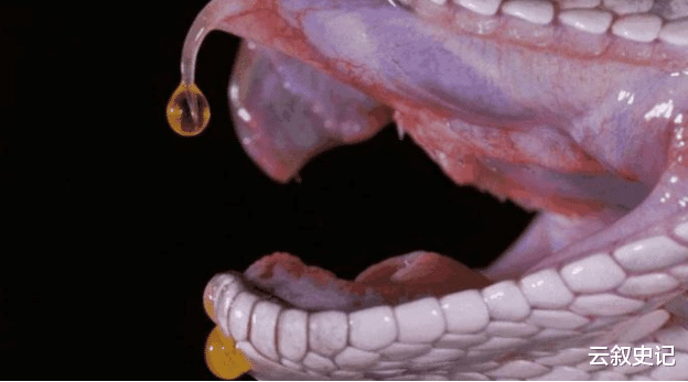 「眼镜蛇」如果眼镜蛇体内注入眼镜蛇的“毒液”,眼镜蛇会“毒发身亡”吗?