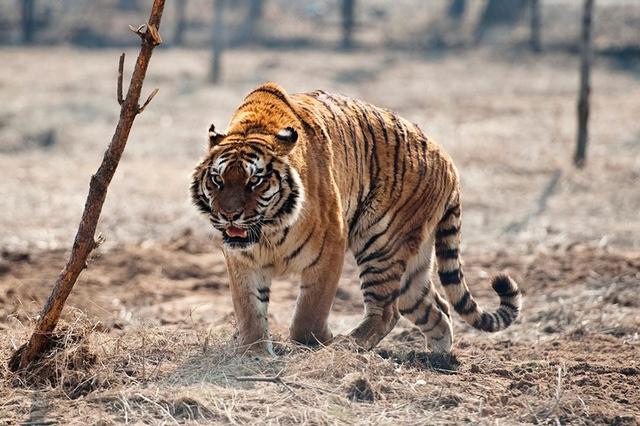 老虎▲消失的兽王！浅谈老虎在中国的古今生存状态