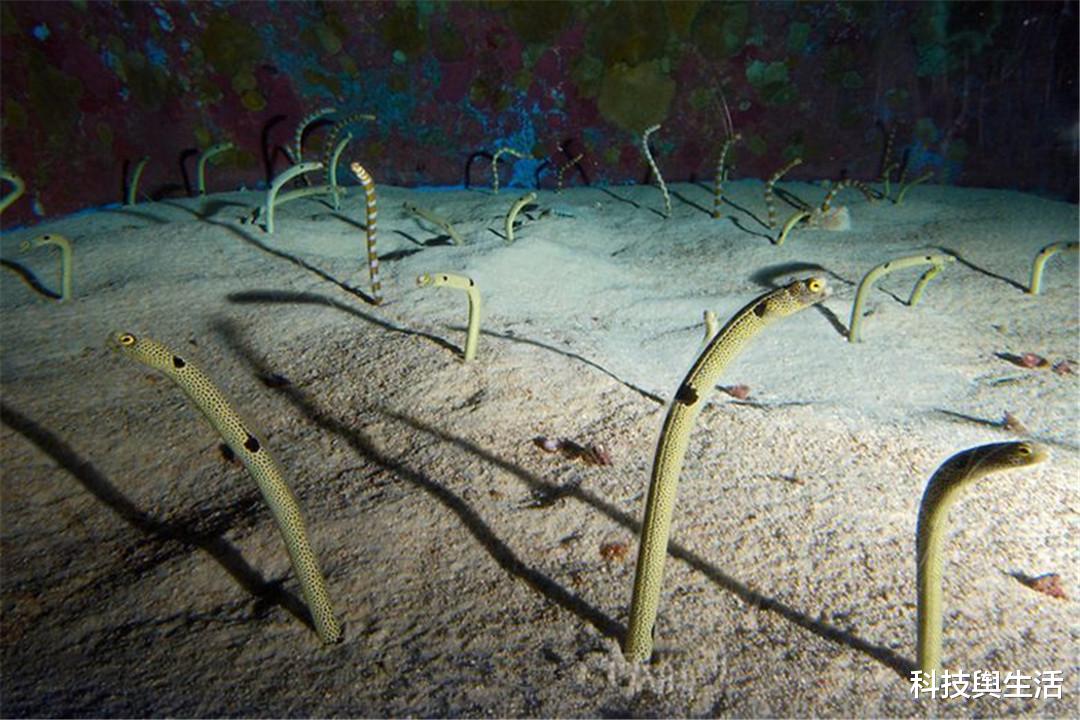 科学家|千米深海现不明建筑物，与现代机场高度相似，史前文明或存在？