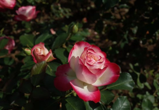 运势|7月下旬气势如虹,4属相真爱到来,事业顺利,人生更加精彩