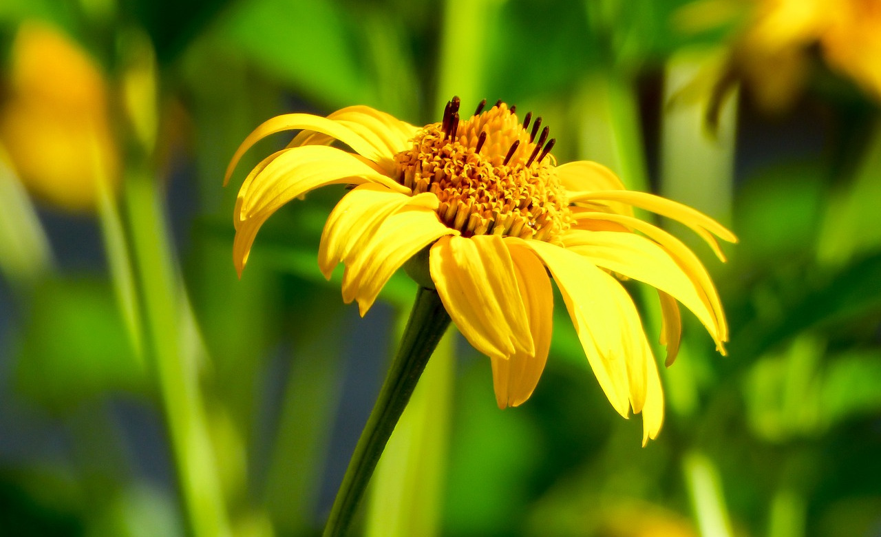 双子座|明知没结果,也会为爱奋不顾身的星座,不愿放弃任何机会