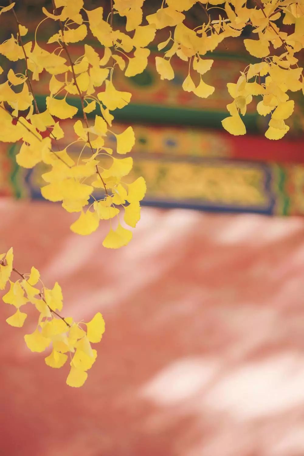 全网爆火的故宫雪景图和猫，是她拍下的。