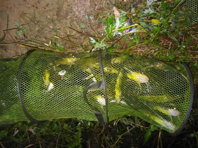 [深水区]夏天什么时候钓鱼最好？“早晚钓一阵，回家吃一顿”