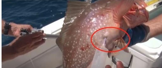 |放生大海的鱼，为什么要在鱼肚子上捅一个洞？