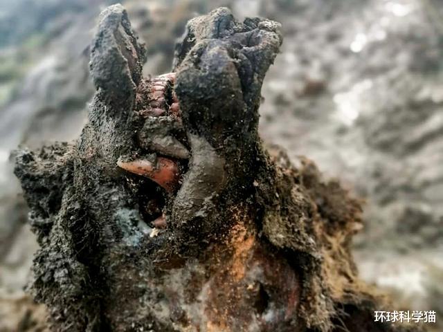 北极|15000年前灭绝的穴居熊尸体重现地球，北极新气候已在形成？