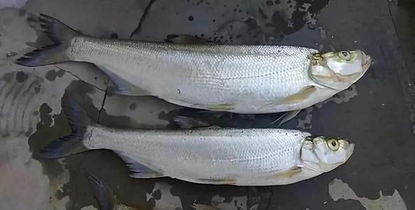 饵料|夏末初秋，野钓翘嘴&青梢正当时！记住这几点技巧，让你分分钟爆护！