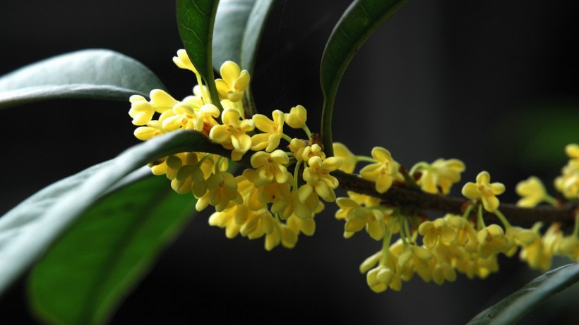 『生肖』7月上旬，姻缘向好，将与真爱牵手的，愿余生不负卿的四大生肖