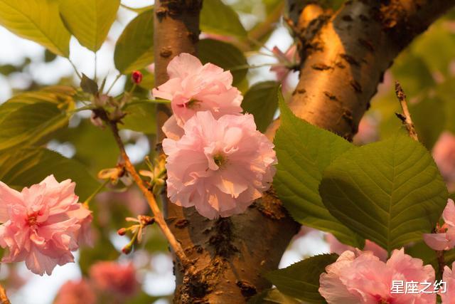 生肖|在8月下旬，逆流而上，破茧成蝶，脱颖而出的三大星座