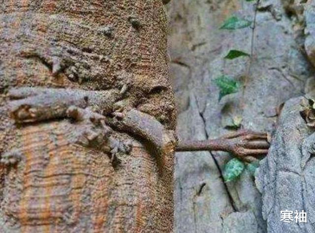 寒袖|千年云南古树长出“手臂”，“佛手”还是“鬼手”，网友结论不一